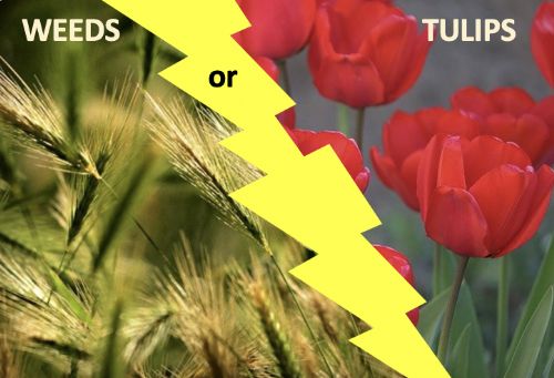 WEEDS or TULIPs?